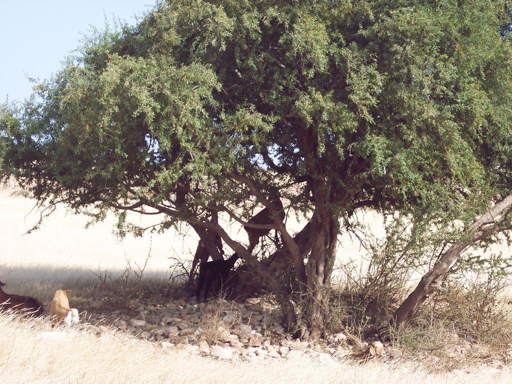 Riad Maison Du Sud Szavíra Kültér fotó
